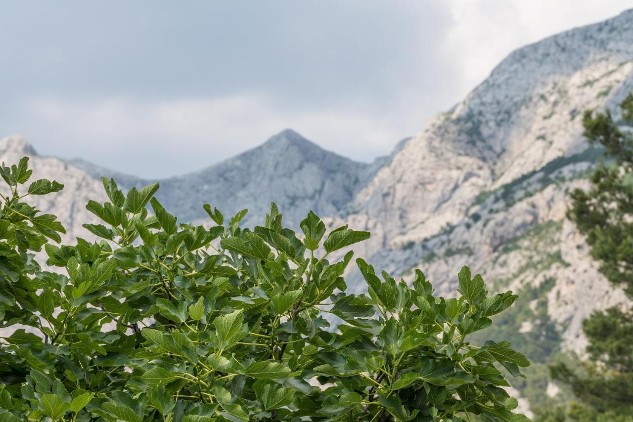 Apartment Strawberry Makarska Dış mekan fotoğraf